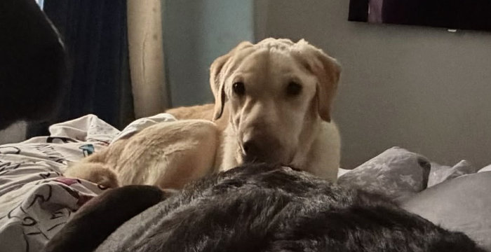 Fredziu, labrador do adopcji