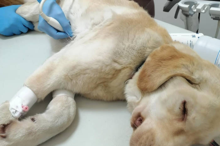 Fredziu, labrador do adopcji