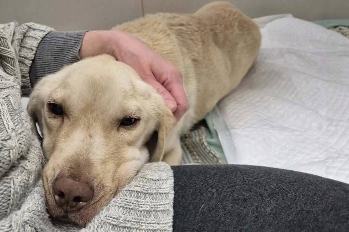 Fredziu, labrador do adopcji