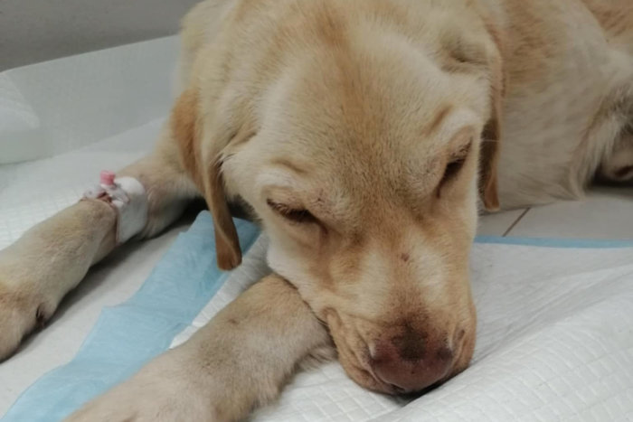 Fredziu, labrador do adopcji