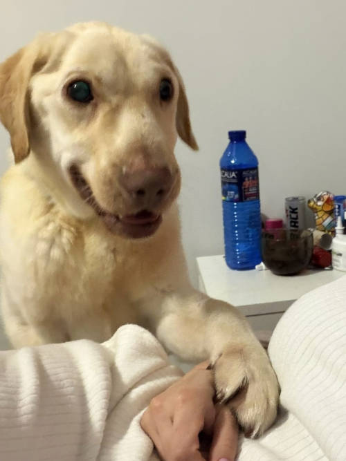 Fredziu, labrador do adopcji