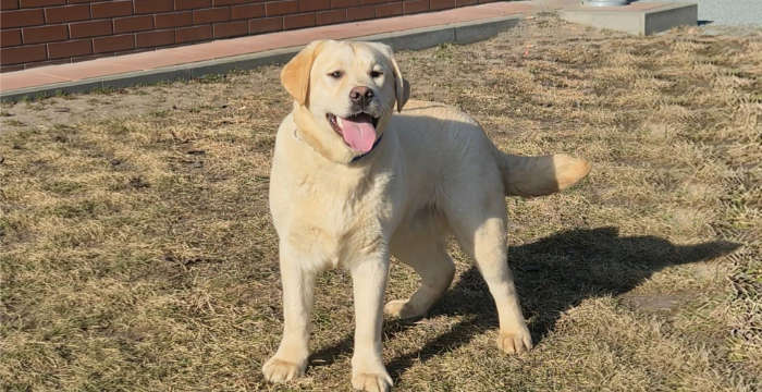Jacuś, labrador do adopcji