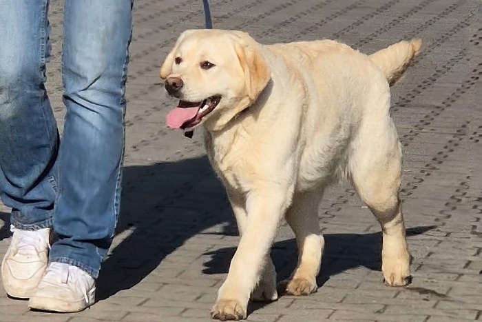 Jacuś, labrador do adopcji