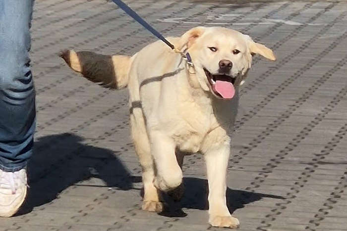 Jacuś, labrador do adopcji