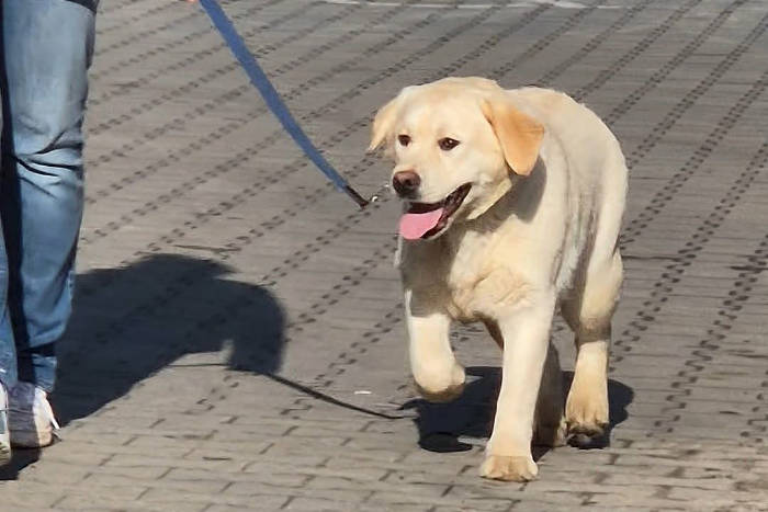 Jacuś, labrador do adopcji