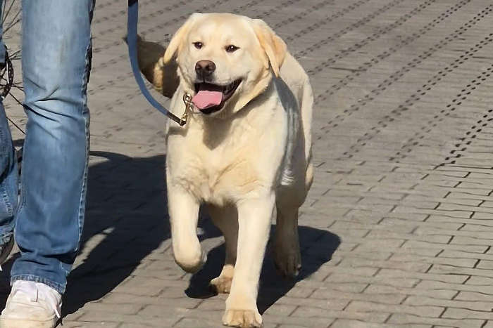 Jacuś, labrador do adopcji