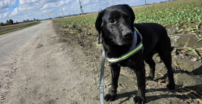Kevin, labrador do adopcji