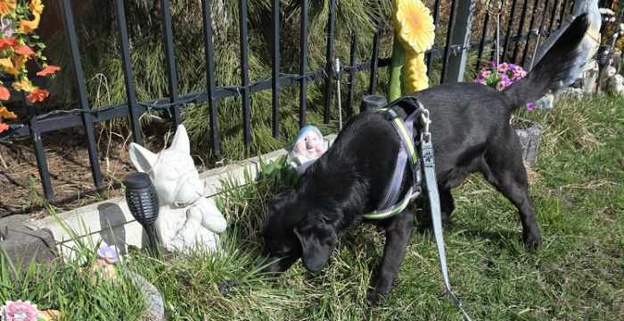 Kevin, labrador do adopcji