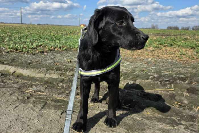 Kevin, labrador do adopcji