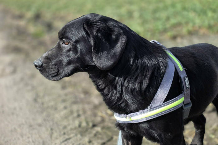 Kevin, labrador do adopcji