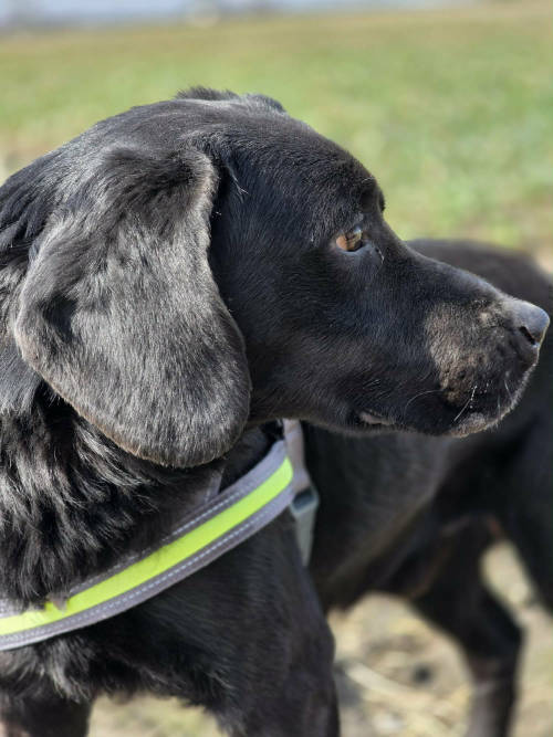 Kevin, labrador do adopcji