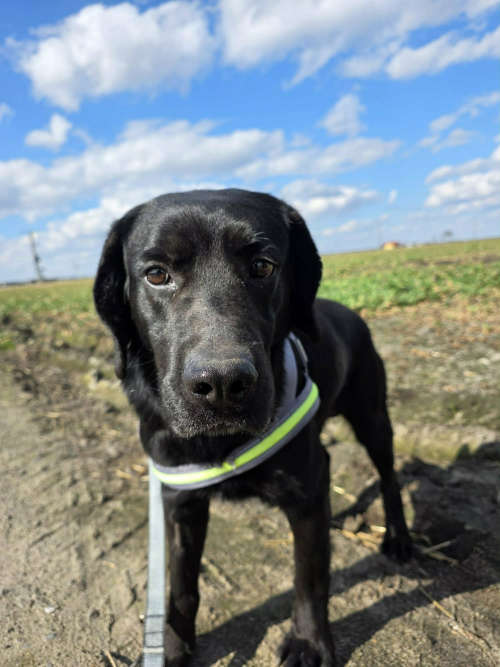 Kevin, labrador do adopcji