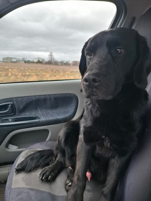 Kevin, labrador do adopcji