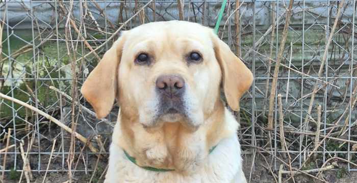 Punta, labradorka do adopcji