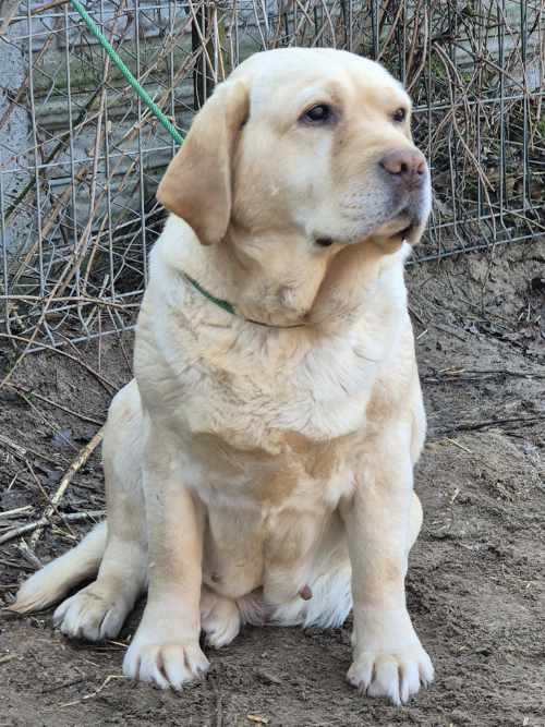 Punta, labradorka do adopcji