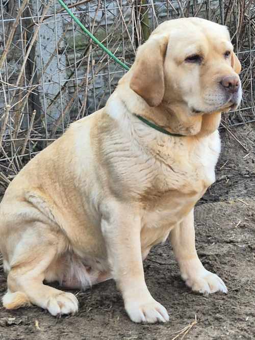 Punta, labradorka do adopcji