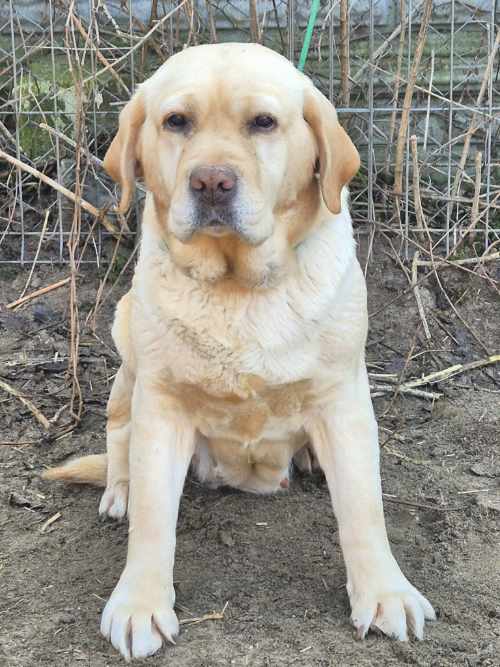 Punta, labradorka do adopcji