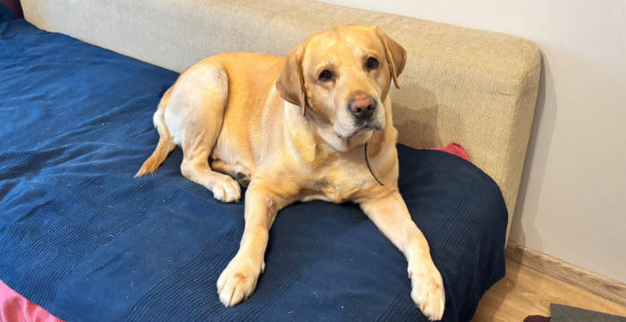 Reggie, labrador do adopcji