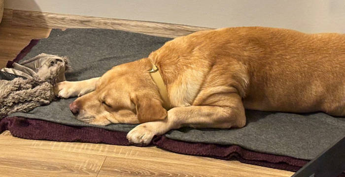 Reggie, labrador do adopcji