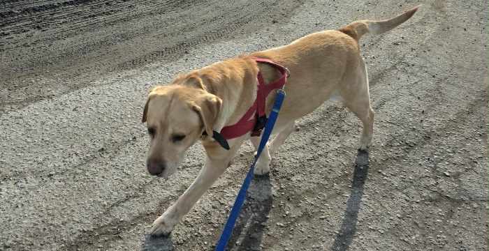 Reggie, labrador do adopcji