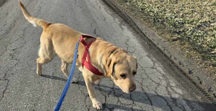 Reggie, labrador do adopcji