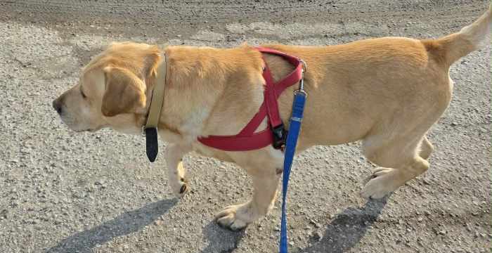 Reggie, labrador do adopcji