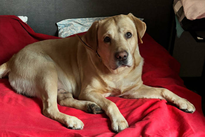 Reggie, labrador do adopcji