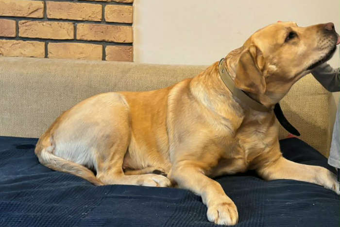 Reggie, labrador do adopcji