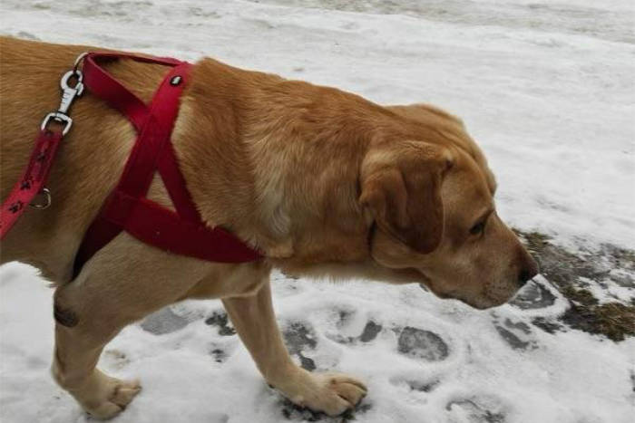 Reggie, labrador do adopcji