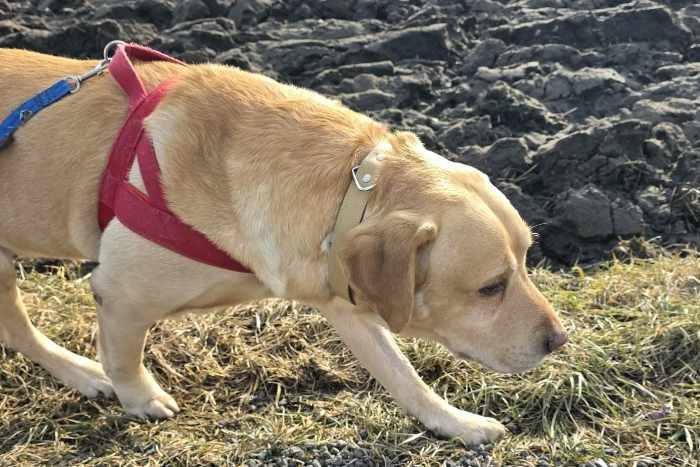 Reggie, labrador do adopcji