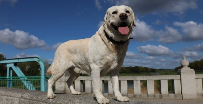 Django, labrador do adopcji