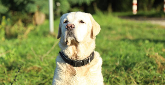 Django, labrador do adopcji