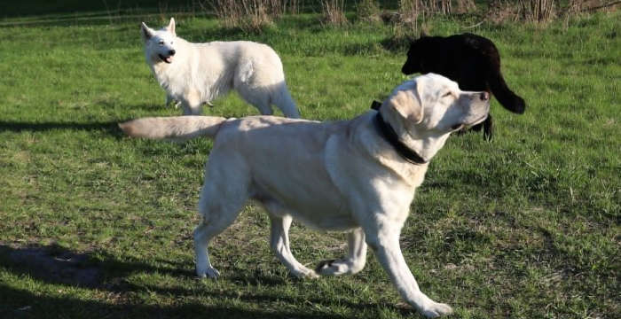 Django, labrador do adopcji