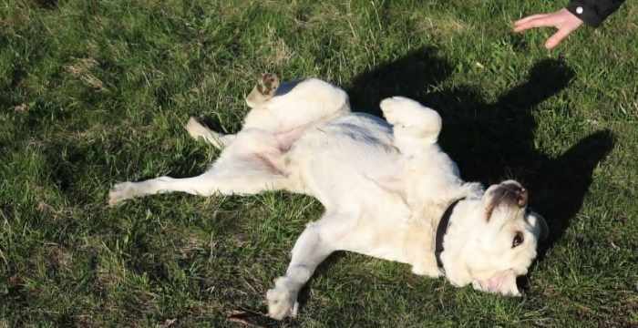 Django, labrador do adopcji