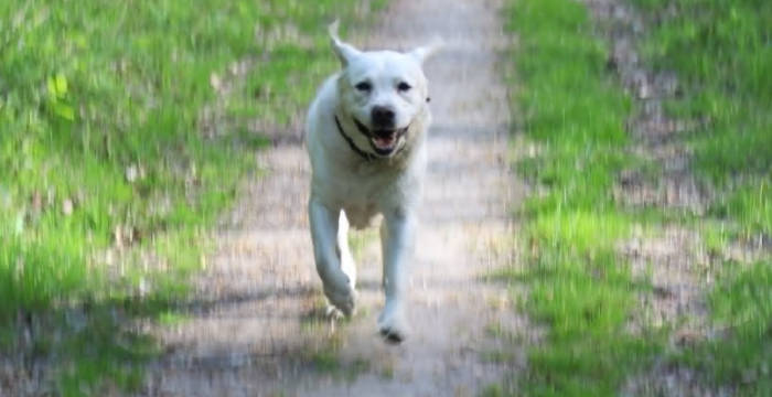 Django, labrador do adopcji