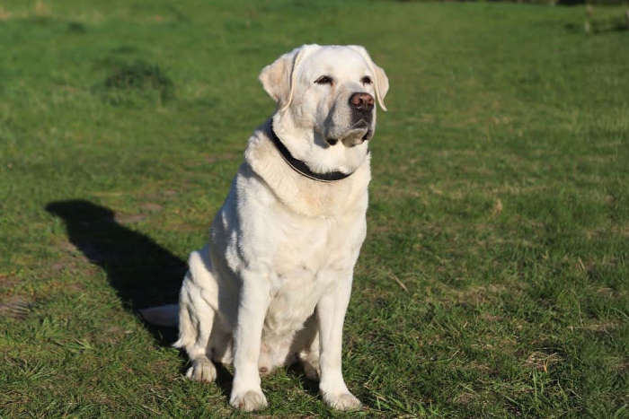Django, labrador do adopcji