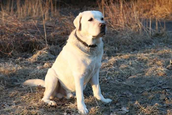 Django, labrador do adopcji