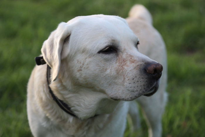 Django, labrador do adopcji