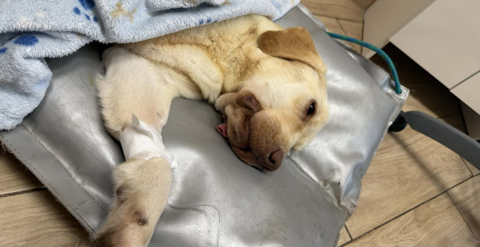 Wojtuś, labrador do adopcji