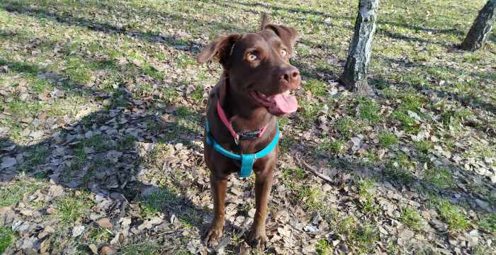 Inka, labradorka do adopcji