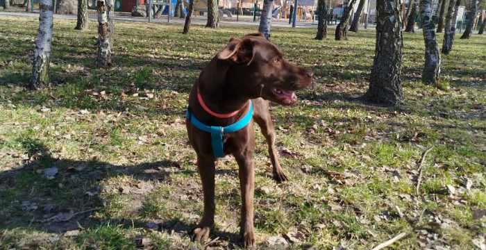 Inka, labradorka do adopcji