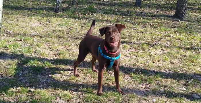 Inka, labradorka do adopcji