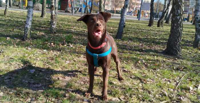 Inka, labradorka do adopcji
