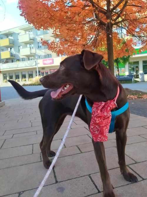 Inka, labradorka do adopcji