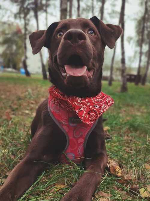 Inka, labradorka do adopcji