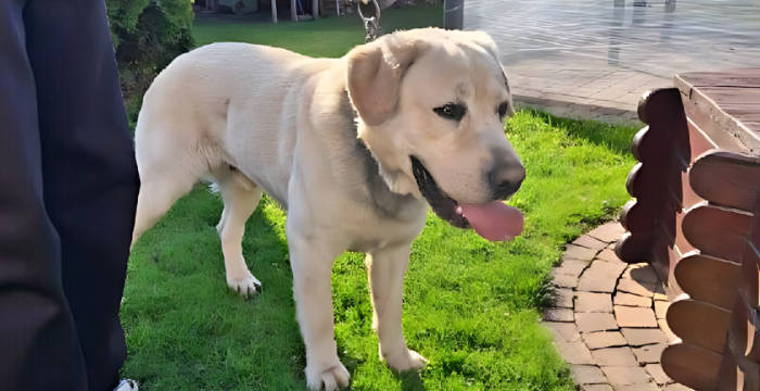 Levi, labrador do adopcji