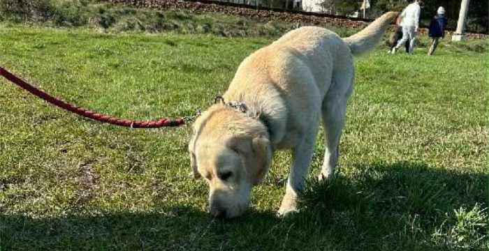 Levi, labrador do adopcji