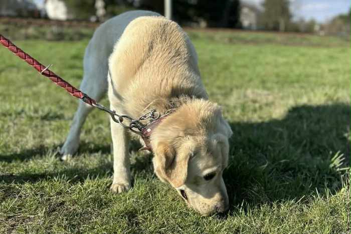 Levi, labrador do adopcji
