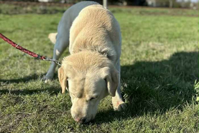 Levi, labrador do adopcji
