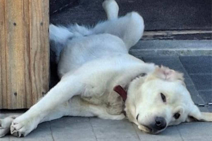 Levi, labrador do adopcji